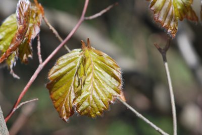 Fagus sylvatica 'Red Obelisk' - buk lesní'Red Obelisk'- jarní výhonky